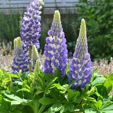 All of our pet supplies & gear are hand made in the heart of the white mountains of new hampshire. Gallery Mini Blue Bicolor Lupinus Plants For Sale Lupine Free Shipping