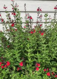Image result for Salvia