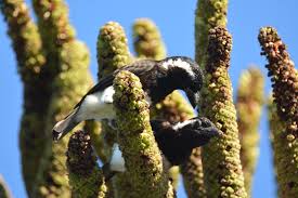 Image result for Cussonia sessilis