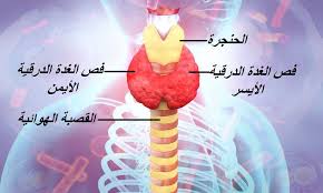 يعاني الكثير منا من كسل وقصور الغدة الدرقية وزيادة الوزن وصعوبة فقدان الوزن والعديد من الأعراض بسبب اضطراب إفراز هرمونات الغدة الدرقية In 2020 Hypothyroidism Diet