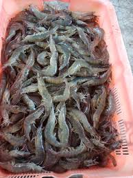 Informasi yang anda cari adalah loker pabrik udang beji pasuruan. Tingkatkan Produksi Udang Kkp Ajak Investor Buka Tambak Udang