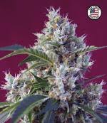 Baroda uttar pradesh gramin bank; Indiga Berry Kush Cannabis Seeds