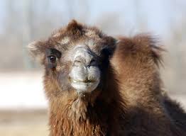 Preliminary) reading part 4 gapped text practice test. Adw Camelus Bactrianus Information