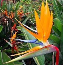 Pin On Beautiful Flowers