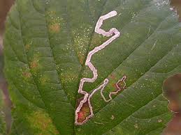 Image result for Stigmella ulmariae