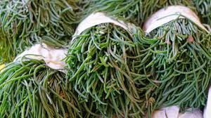 Cresce lungo le coste, prediligendo terreni ad alta salinità, tipici degli ambienti marini. Gli Asparagi Di Mare Come Si Puliscono