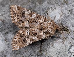 Image result for Hadena irregularis