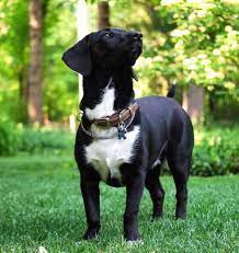 The dachshund labrador mix (also known as the dachsador, the lab weiner mix, the dachshund lab mix, the doxidor, and the weiner dog) is not a purebred dog. The Dachshund Labrador Mix Short On The Legs But Big On Heart Tindog