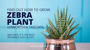 Maybe you would like to learn more about one of these? Haworthiopsis Fasciata Zebra Plant Succulents And Sunshine