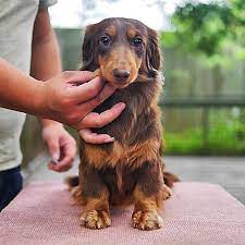 Dachshund Puppies For Sale Near Me Craigslist Dachshund Puppies For Sale Near Me Cheap Dachshund Puppies For Sale Dachshund Puppies Puppies For Sale