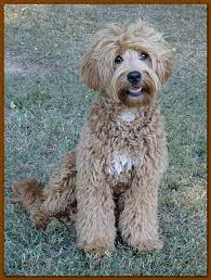 Pin By Greystroke 1 On Dog Labradoodle Australian Labradoodle Labradoodle Dogs Labradoodle Puppies For Sale