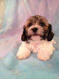 They are modern dogs with their journey beginning only at the turn of the 21 st century. Teddy Bear Puppies Wisconsin Dells