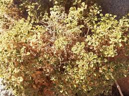 Image result for Cleome elegantissima