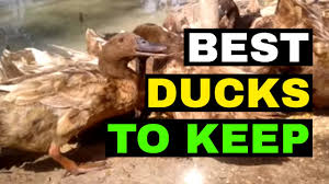 Whether you are keeping ducks for eggs or meat or both, taking care of ducks can be a struggle at times. Free Range Duck Farming Great Weed Pest Control Youtube