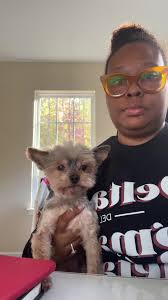 She cut my hair yall! #yorkiesoftiktok #mrponytails #petsoftiktok #yor...