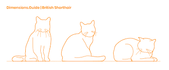 They tend to grow at an average rate and reach mature height at about. British Shorthair Cat Dimensions Drawings Dimensions Com