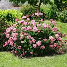 It grows 4 to 5 ft. Incrediball Blush Hydrangeas For Sale Online The Tree Center