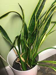 Online since 2002 · larger plants & trees · unbeatable prices Help How Can I Revive This Sad Droopy Snake Plant I Rescued Houseplants