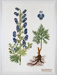 Image result for Ranunculaceae