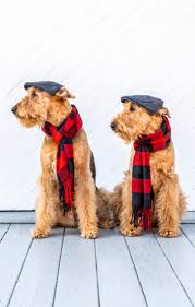 Welsh terrier puppies for sale founded in 1884, the akc is the recognized and trusted expert in breed, health and training information for dogs. Good Dogs Great Friends Garden Gun