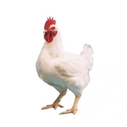 মুরগি