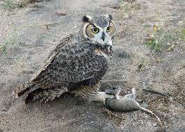 Great horned owls help reduce populations of mice, rats, and other rodents that can be very troublesome for humans. Great Horned Owl Saddlebag Notes Tucson Com