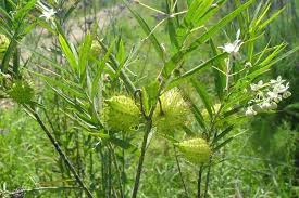 Image result for Gomphocarpus glaucophyllus