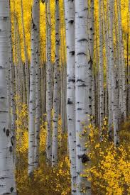 Birch Trees In Fall Photos A Forest Of Aspen Trees With Golden Yellow Leaves In Autumn Birch Tree Art Aspen Trees Fall Wall Art
