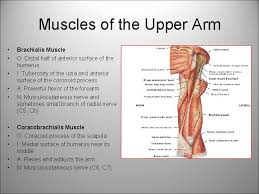 The arm muscles comprise five muscles, which mainly act to flex and extend the forearm. Deep Muscles Of The Thorax Anterior Upper Arm