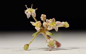 Image result for Launaea rarifolia