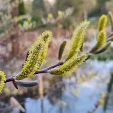 Image result for Heteromorpha involucrata