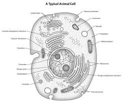 Plant Cell Diagram Electron Microscope The Greatest Garden Cell Diagram Animal Cell Structure Plant Cell Diagram