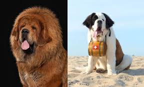 She has a great sixth sense. Top 15 Tibetan Mastiff Mix Breeds