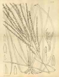 Image result for Phacelurus