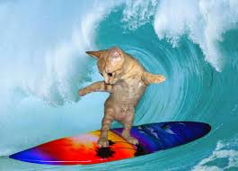 Image result for funny cat surfing images