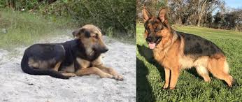 They get along well with exotic and other animals except for goats. German Shepherd Indian Dog Mix Online Shopping