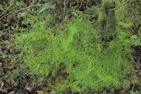 Image result for Lindsaeaceae