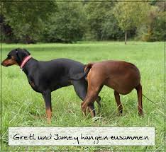 Erst Wird Geheiratet Der Deckakt Beim Hund Herzlich Willkommen Bei Den Deutschen Pinschern Vom Konigsherz