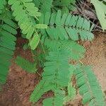 Image result for Abrus canescens