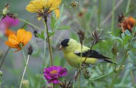 How to attract yellow finches. How To Attract Finches To Your Yard With Feeders Flowers And More