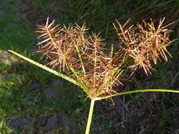 Image result for Cyperus deciduus