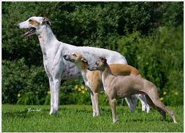 When left untreated, built up stress can lead to a The Institute Of Canine Biology Blog