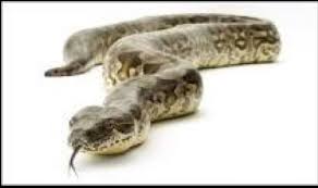 Shel Silverstein 1930 1999 Boa Constrictor Oh I M Being Eaten By A Boa Constrictor A Boa Constrictor A Boa Constrictor Snake Facts Snake Boa Constrictor