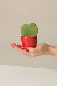 Cactus in heart shape close up. 7 Heart Shaped Plants Perfect For Valentine S Day Ctrl Curate
