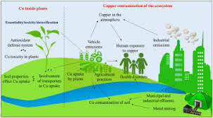 Hair loss, or alopecia, can be a side effect of toxic chemicals and metals. Copper Uptake Essentiality Toxicity Detoxification And Risk Assessment In Soil Plant Environment Sciencedirect