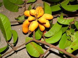 Image result for Uvaria welwitschii