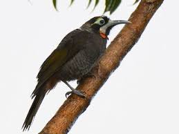 Image result for Disperis reklieberae