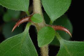 Image result for Pisonia aculeata