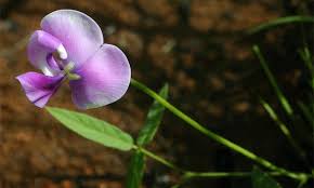 Image result for Vigna vexillata