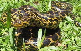 Maybe you would like to learn more about one of these? Wow Inilah Daftar Ular Terbesar Di Dunia Dengan Berat Hingga 1 Ton Blog Unik